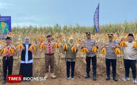 Menuju Jatim Berdaulat Pangan, Gubernur Khofifah Panen Jagung di Banyuwangi