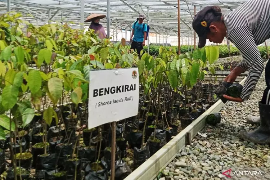 Otorita IKN Targetkan 164 Ribu Hektare Kawasan Lindung