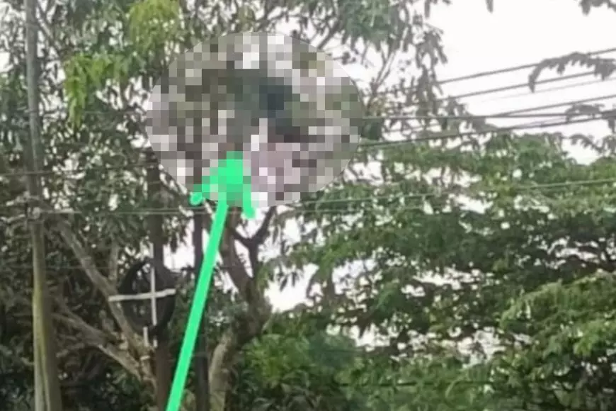 Kesetrum Kabel PLN, Pria di Pacitan Meninggal di Atas Pohon Mangga