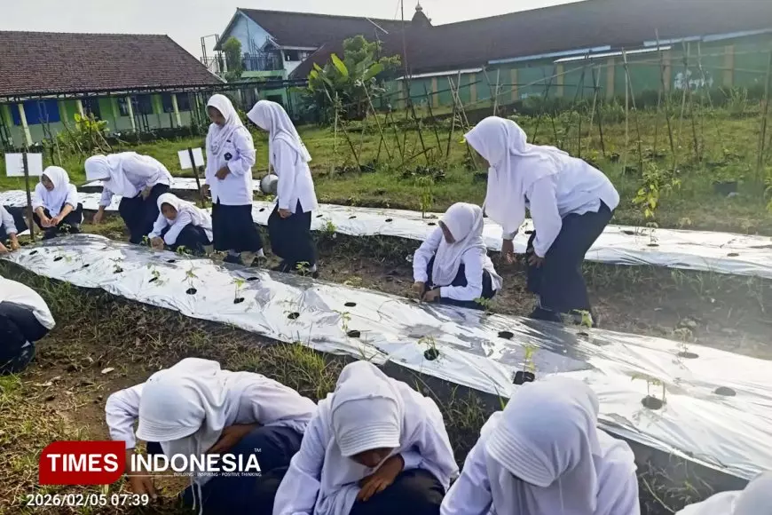Eksperimentasi Agronomi di Laboratorium Alam MTsN 9 Jombang: Analisis Komparatif Nutrisi Organik vs Anorganik Tanaman Solanaceae