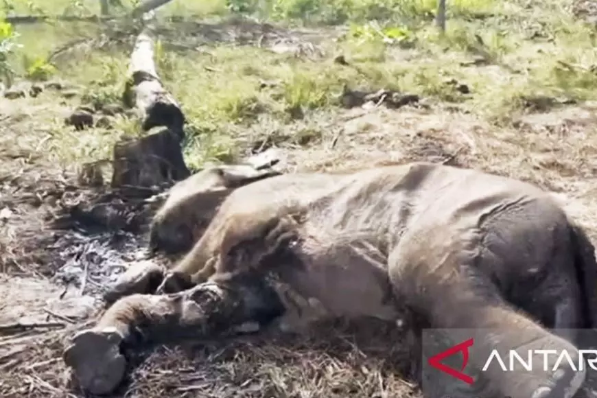 Anak Gajah Sumatera Ditemukan Mati di Tesso Nilo, Diduga Terkena Jerat