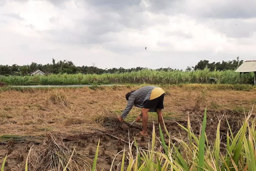 Hujan Lebat dan Wereng Hantam Pertanian Rembang, Puluhan Hektar Padi di Kaliori Rusak