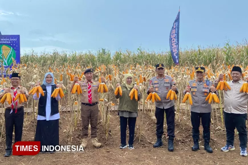 Menuju Jatim Berdaulat Pangan, Gubernur Khofifah Panen Jagung di Banyuwangi