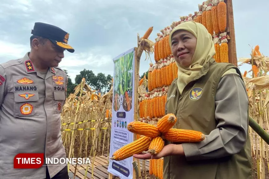 Gubernur Khofifah: Banyuwangi Disiapkan Jadi Pemasok Jagung Industri Pakan Ternak Jatim