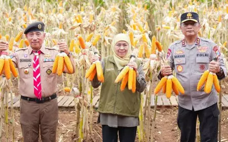 Jatim Panen Jagung Hibrida Jenis Jenderal, Jumlah Melimpah Bukti Kedaulatan Pangan