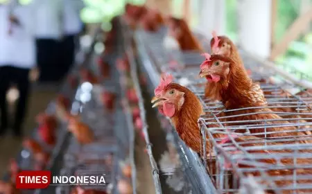 Pancaroba Datang, Peternak Banyuwangi Diminta Waspadai Fenomena Aratan