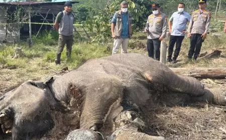 Kematian Anak Gajah, Polda Riau Tetapkan Pemilik Lahan Sebagai Tersangka