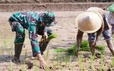 TMMD 127 Kodim 0808 Blitar Perkuat Ketahanan Pangan, Prajurit Turun ke Sawah Bantu Petani Krisik