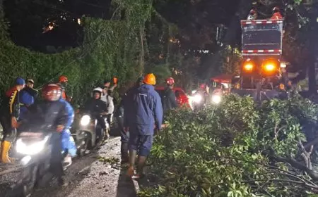 Akibat Cuaca Ekstrem, BPBD Kota Batu Laporkan 31 Pohon Tumbang