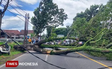 Angin Kencang Terjang Banyuwangi, 57 Rumah Rusak dan Akses Jalan Nasional Sempat Lumpuh