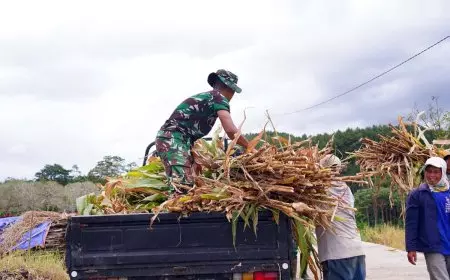 Satgas TMMD Ke-127 Kodim 0808 Blitar Bantu Warga Angkut Pakan Ternak