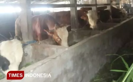 Dintanpan Rembang Imbau Peternak Waspada Potensi Rebound PMK di Cuaca Ekstrem