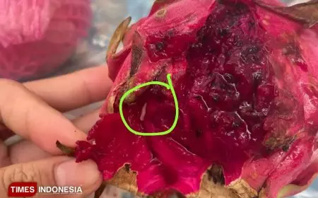 Menu MBG Buah Naga Berulat dari SPPG Paiton, Diduga Milik Anggota DPRD Probolinggo