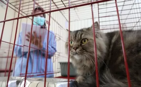 Mudik Tenang, Anabul Senang: Pemkot Surabaya Sediakan Layanan Penitipan Hewan di Puskeswan