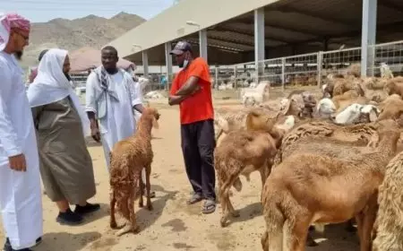 Kemenhaj Apresiasi Fatwa PP Muhammadiyah Terkait Pemindahan Penyembelihan Dam