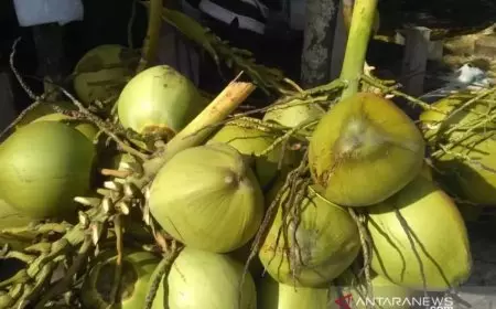 Sajikan Kelapa Utuh untuk MBG, BGN Hentikan Operasional Sembilan SPPG di Gresik