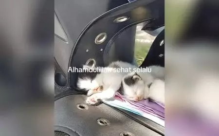Viral, Driver Ojol Mudik Motoran Bali-Ciamis Sambil Boyong Induk dan Anak Kucing