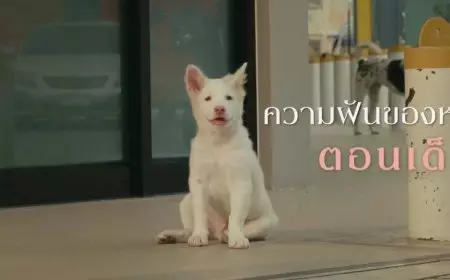 Sinopsis Film Gohan, Drama Tentang Anjing yang Mengaduk Emosi