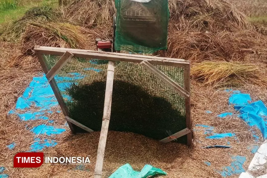 Dinas Pertanian Rembang Gerak Cepat Tangani Serangan Wereng di Desa Gunungsari