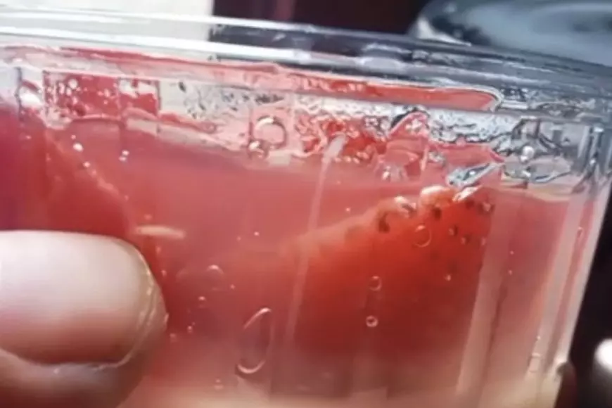 Wali Murid di Kota Malang Temukan Belatung di Menu MBG Puding Stroberi