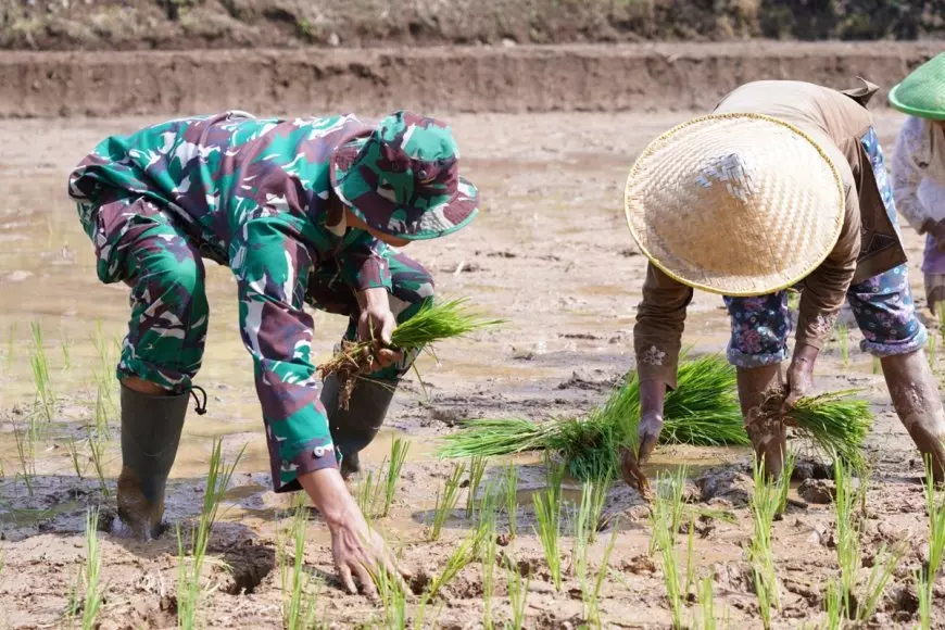 TMMD 127 Kodim 0808 Blitar Perkuat Ketahanan Pangan, Prajurit Turun ke Sawah Bantu Petani Krisik
