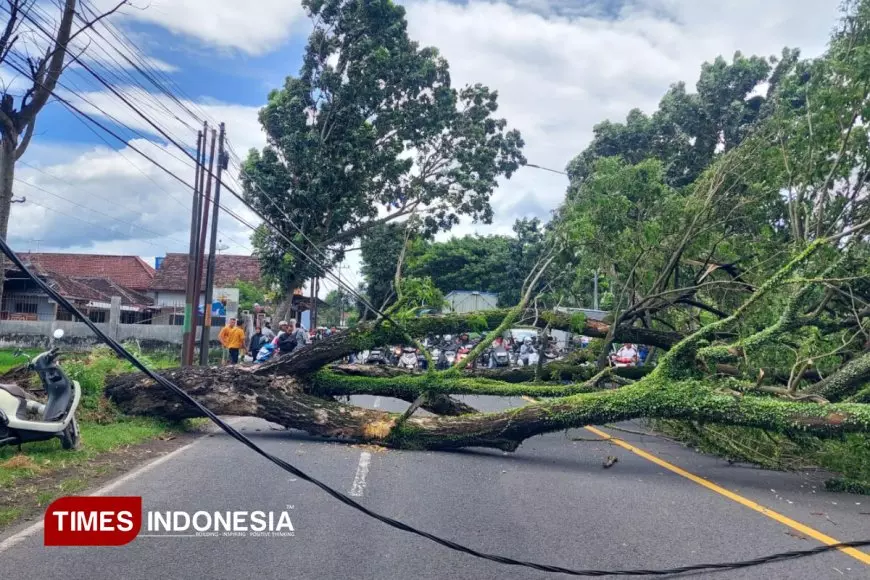 Angin Kencang Terjang Banyuwangi, 57 Rumah Rusak dan Akses Jalan Nasional Sempat Lumpuh