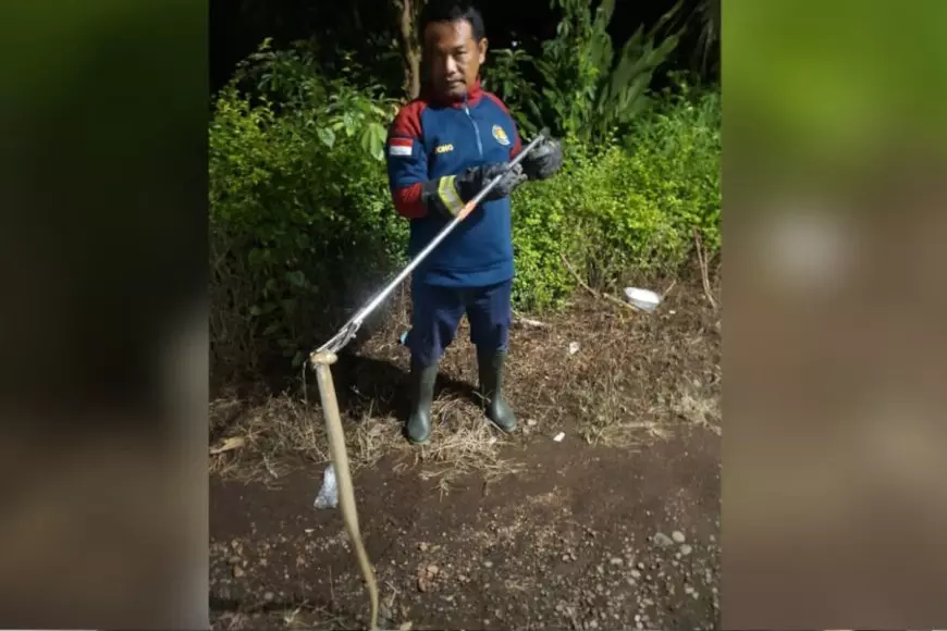 Ular Kobra Sembunyi di Bawah Kasur Resahkan Warga di Banyuwangi