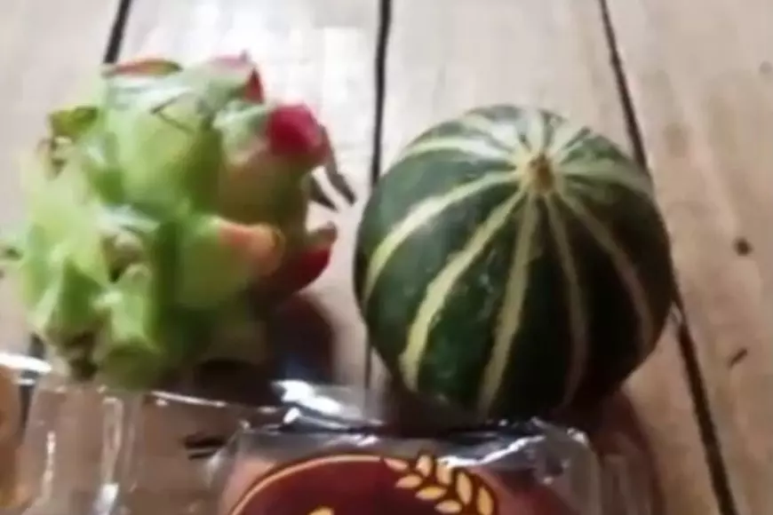 Viral Buah Naga Mentah di Menu MBG Probolinggo, SPPG Akui Kelalaian Tim