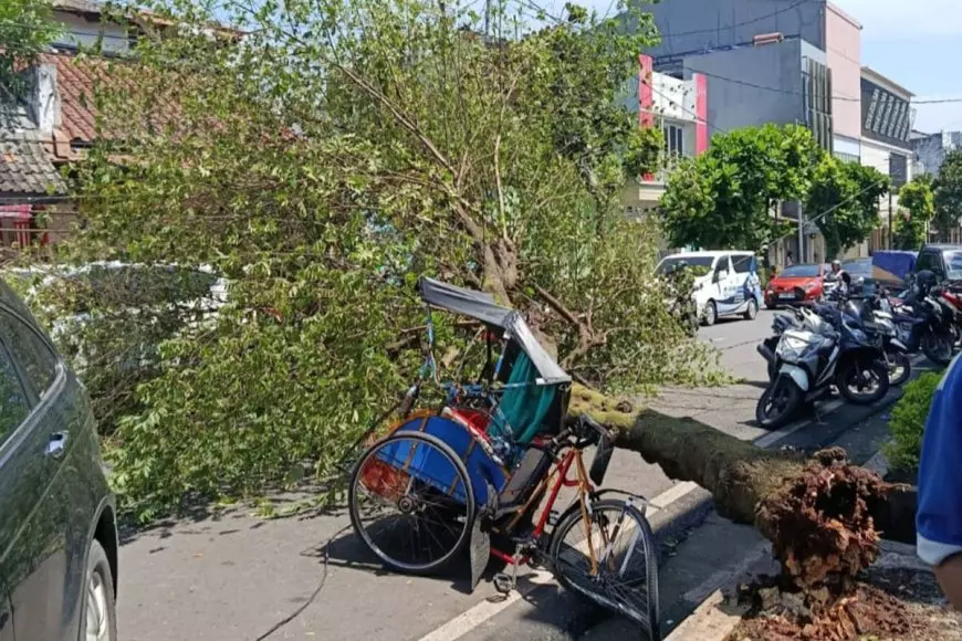 Pohon Kersen Mendadak Tumbang di Cianjur, Becak dan Motor Warga Ringsek Tertimpa