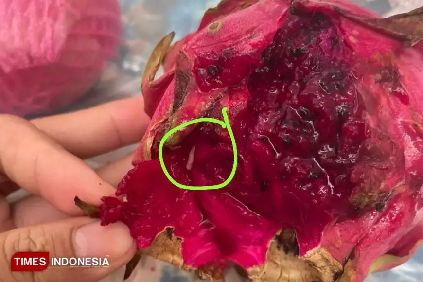 Menu MBG Buah Naga Berulat dari SPPG Paiton, Diduga Milik Anggota DPRD Probolinggo