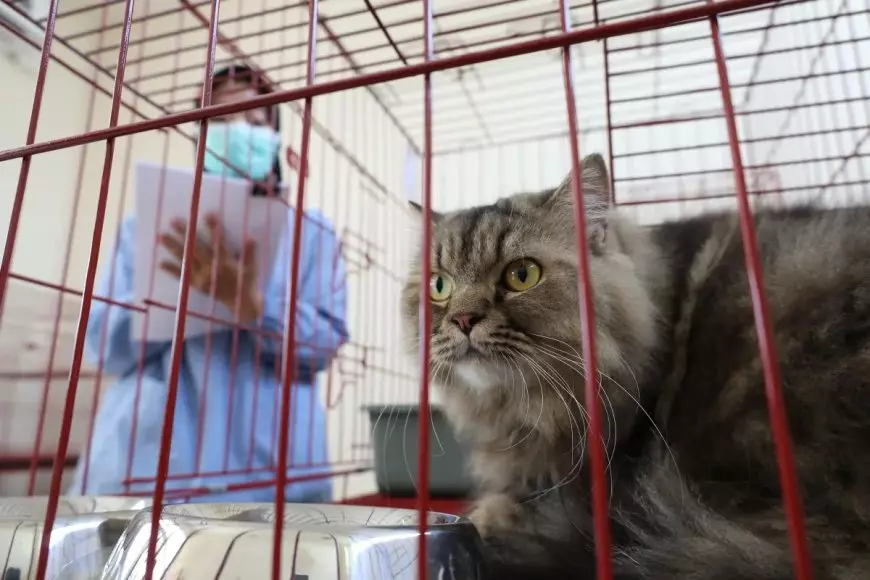Mudik Tenang, Anabul Senang: Pemkot Surabaya Sediakan Layanan Penitipan Hewan di Puskeswan