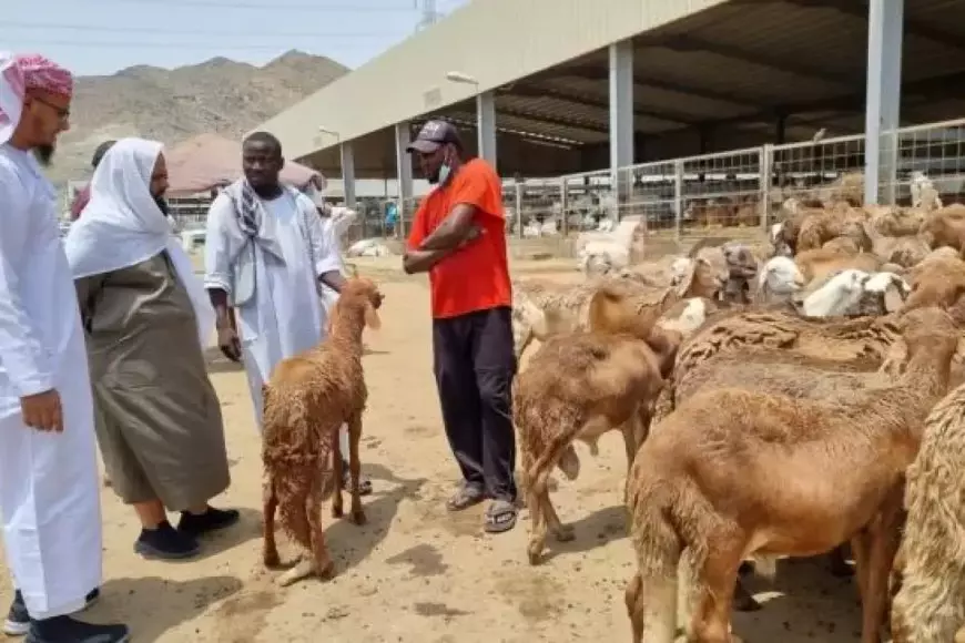 Kemenhaj Apresiasi Fatwa PP Muhammadiyah Terkait Pemindahan Penyembelihan Dam