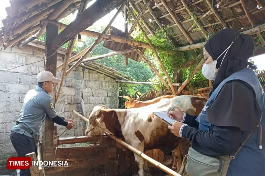 Disnakkan Bondowoso Alokasikan 17 Ribu Vaksin untuk Kendalikan PMK
