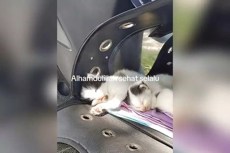 Viral, Driver Ojol Mudik Motoran Bali-Ciamis Sambil Boyong Induk dan Anak Kucing
