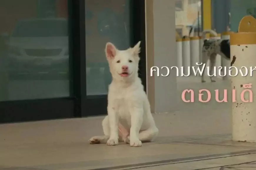 Sinopsis Film Gohan, Drama Tentang Anjing yang Mengaduk Emosi